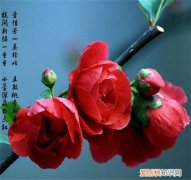 海棠花有毒吗 海棠花适合放卧室吗