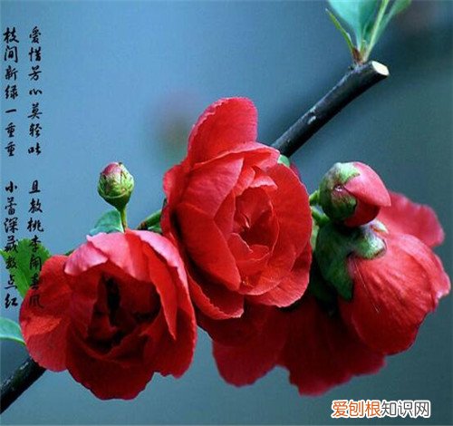 海棠花有毒吗 海棠花适合放卧室吗