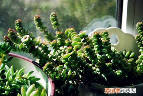 钱串子花怎么种植钱串子花放卧室好不好