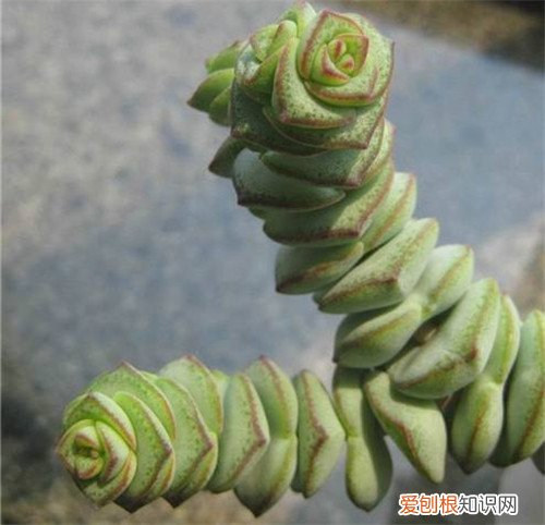 钱串子花怎么种植钱串子花放卧室好不好