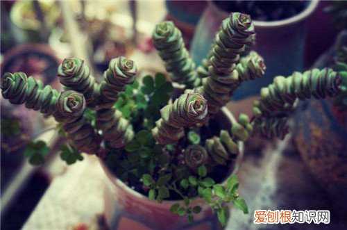 钱串子花怎么种植钱串子花放卧室好不好