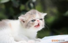 猫咪怎么训练用猫砂 土猫怎么训练用猫砂