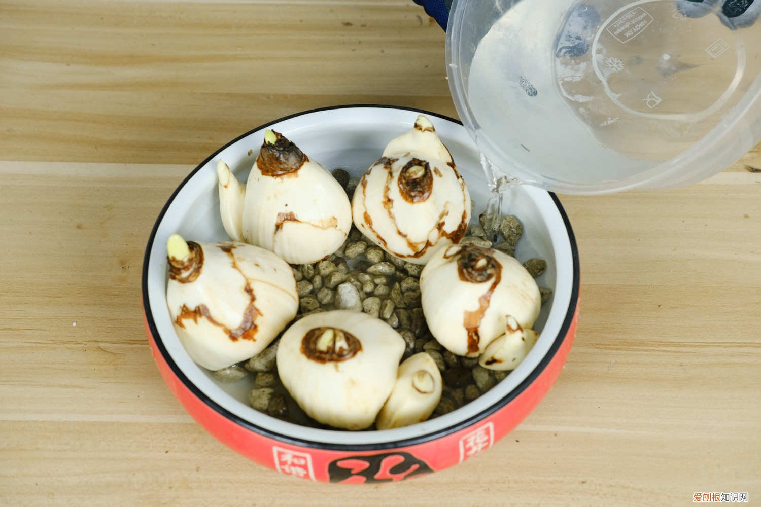 水仙花怎么养花期长呢 水仙花怎么养才开花，水仙花的花期