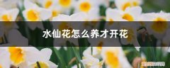 水仙花怎么养花期长呢 水仙花怎么养才开花，水仙花的花期