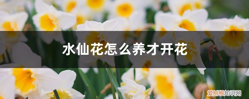 水仙花怎么养花期长呢 水仙花怎么养才开花，水仙花的花期
