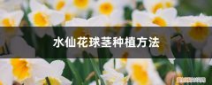 水仙花球怎么种植方法 水仙花球茎种植方法，水仙花的种植时间