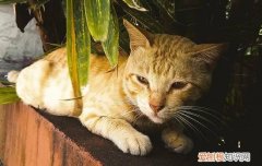 刚满月的小猫吃什么食物 刚满月的猫咪吃什么怎么喂