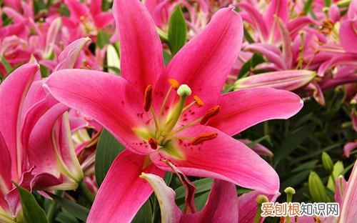 百合花的特点 百合花的象征意义