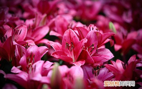 百合花的特点 百合花的象征意义