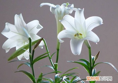 百合花的特点 百合花的象征意义