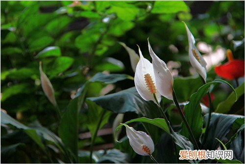 六月开什么花 六月份盛开的花有哪些