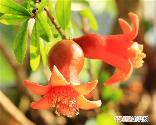 六月开什么花 六月份盛开的花有哪些