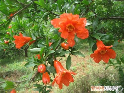 六月开什么花 六月份盛开的花有哪些