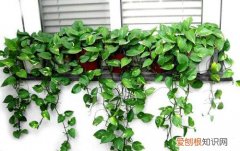 绿萝花怎么种植 绿萝花的功效
