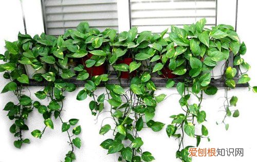绿萝花怎么种植 绿萝花的功效