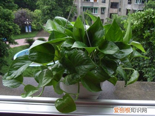 绿萝花怎么种植 绿萝花的功效