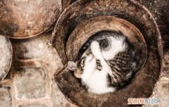 银渐层猫一个月 银渐层猫几个月成年