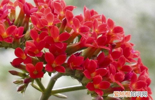 落地生根花的种植办法 落地生根花的药用价值