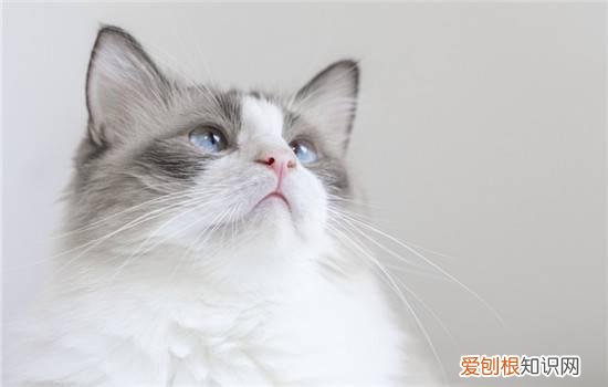 母美短为什么不发腮 母英短会发腮吗