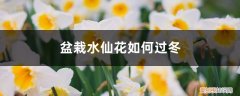 水仙花可以地栽过冬吗 盆栽水仙花如何过冬，水仙花冬天会被冻死吗