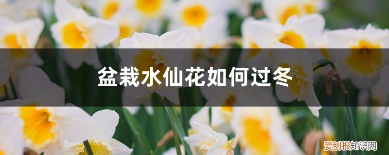 水仙花可以地栽过冬吗 盆栽水仙花如何过冬,水仙花冬天会被冻死吗