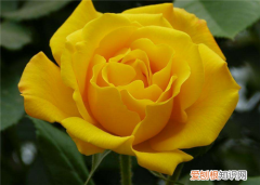 黄玫瑰的花语是什么黄玫瑰代表什么意思