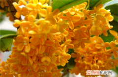 干桂花的食用方法干桂花有哪些营养价值