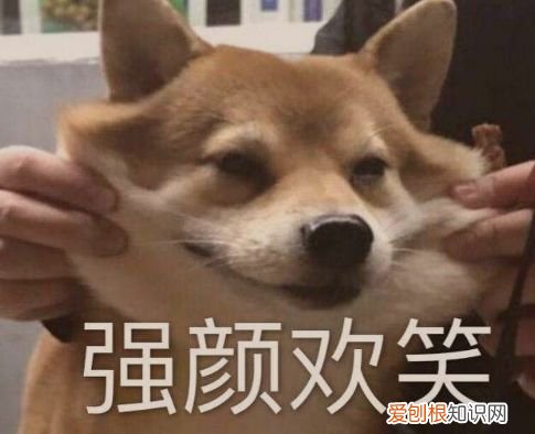 宠物那些大型社死瞬间，连夜买票逃离地球吧！