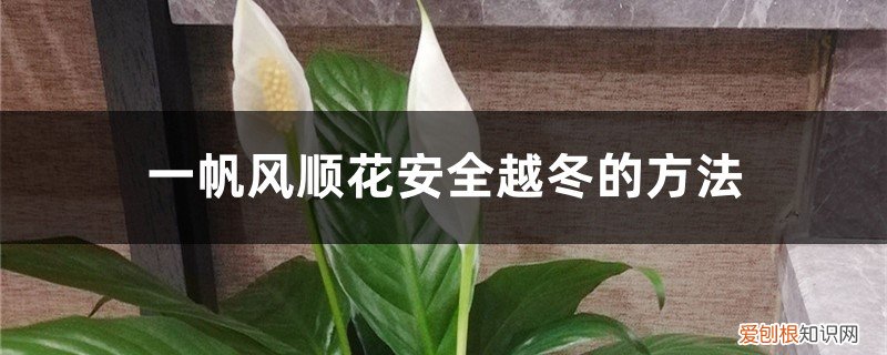 一凡风顺花冬天怎么养 一帆风顺花安全越冬的方法，一帆风顺冬季会开花吗