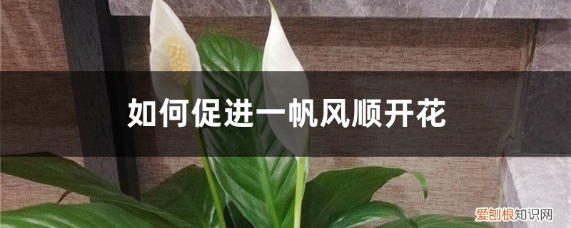 一帆风顺怎么能让它多开花 如何促进一帆风顺开花，开花后怎么处理