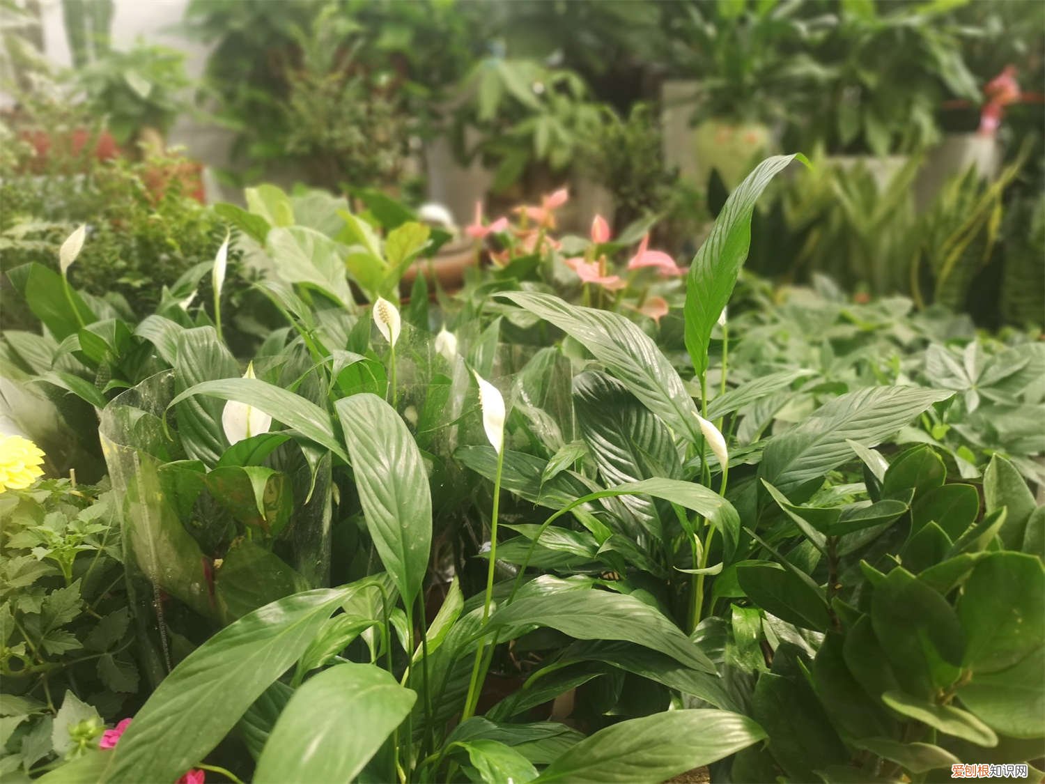 一帆风顺怎么能让它多开花 如何促进一帆风顺开花，开花后怎么处理