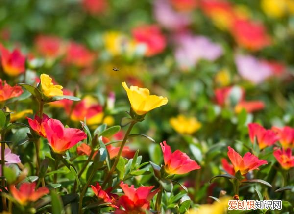 太阳花花语是什么 怎么种植太阳花