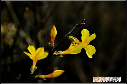 迎春花什么时候开 迎春花的功效及养殖方法