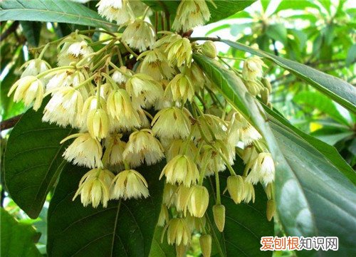 7月开什么花 七月份盛开的花有哪些