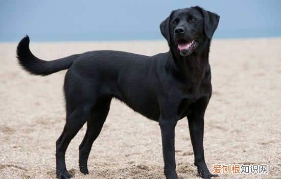 拉布拉多杂交土狗能长多大 拉布拉多杂交土狗长得大吗
