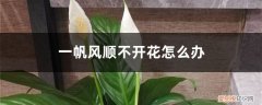 一帆风顺老是不开花怎么回事 一帆风顺不开花怎么办，不开花的原因