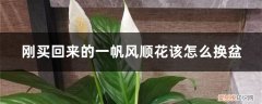 一帆风顺花怎么换盆? 刚买回来的一帆风顺花该怎么换盆，换盆后有黄叶正常吗