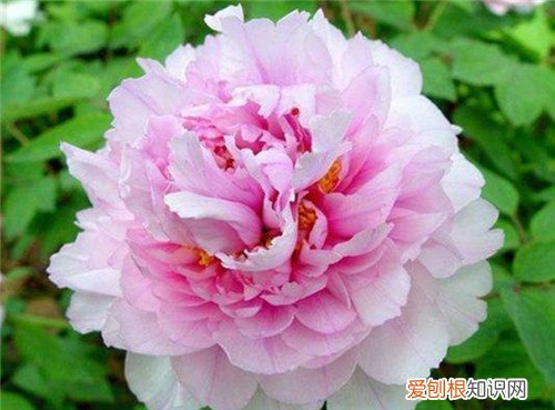 洛阳的市花是什么洛阳的市花有哪些形态特征