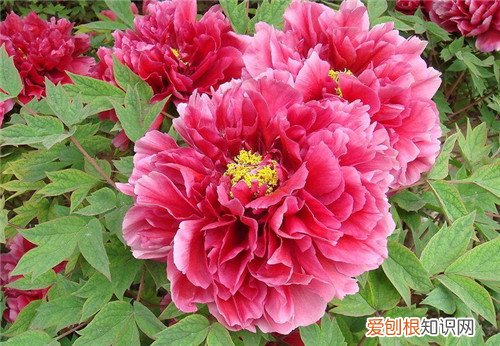 洛阳的市花是什么洛阳的市花有哪些形态特征