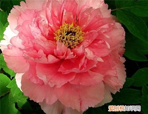 洛阳的市花是什么洛阳的市花有哪些形态特征