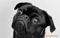 四眼狗都是土狗吗 四眼黑土狗为什么那么贵