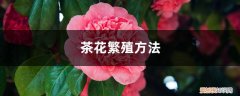 茶花的繁殖方式 茶花繁殖方法，茶花如何繁殖