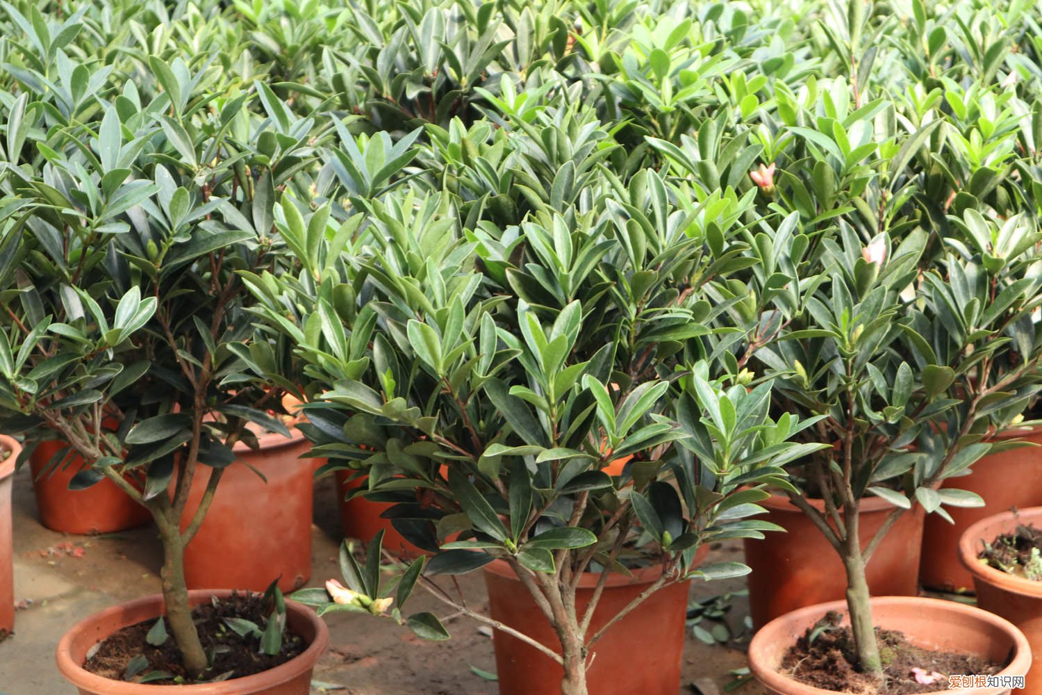 茶花要怎么浇水 茶花浇水的正确方法，茶花浇水多了怎么补救