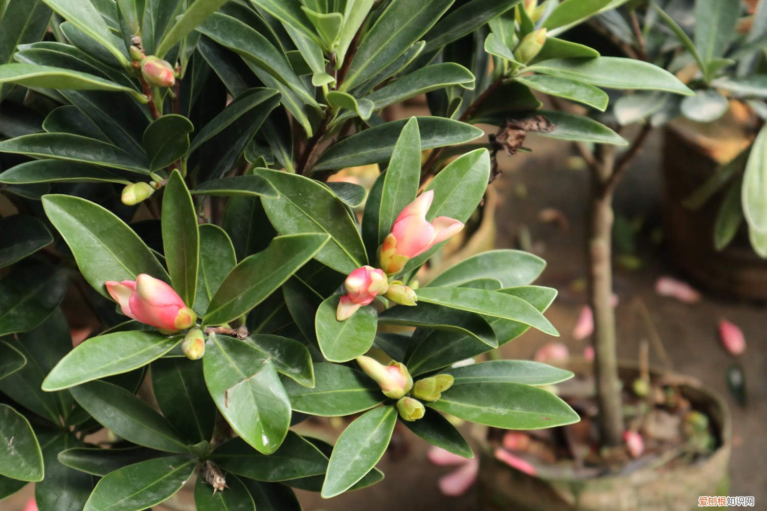 茶花要怎么浇水 茶花浇水的正确方法，茶花浇水多了怎么补救