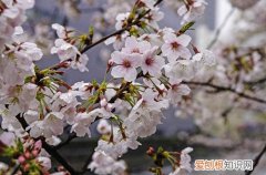 春天开的花有哪些 春天开的花为什么这么多