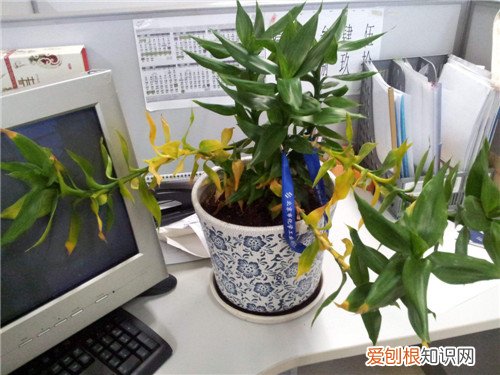 富贵竹叶子黄了怎么办教你几招轻松应对叶黄现象