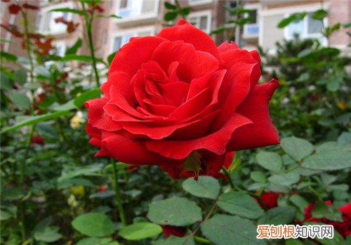 十一月开什么花11月常见花卉有哪些