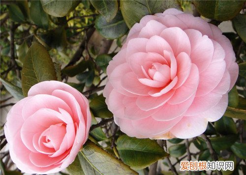 十一月开什么花11月常见花卉有哪些
