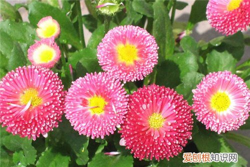 十一月开什么花11月常见花卉有哪些