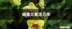蝴蝶兰几年开花一次 蝴蝶兰能活几年，蝴蝶兰能开几次花